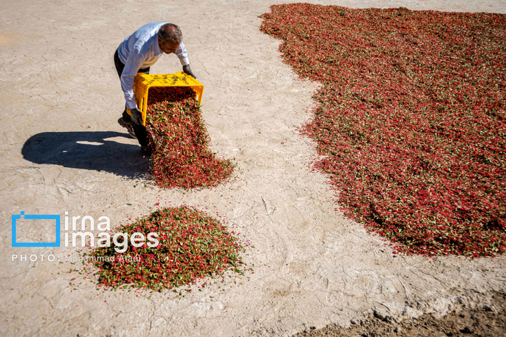 برداشت زرشک در روستای «افین» خراسان جنوبی