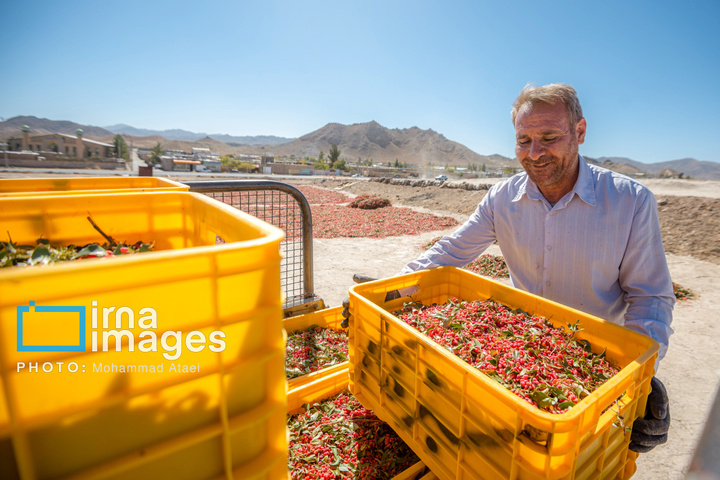 برداشت زرشک در روستای «افین» خراسان جنوبی