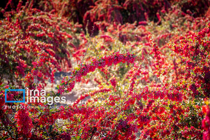 برداشت زرشک در روستای «افین» خراسان جنوبی