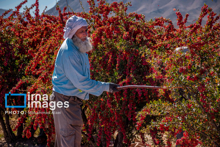 برداشت زرشک در روستای «افین» خراسان جنوبی