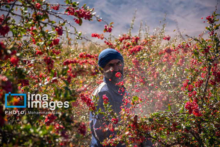 برداشت زرشک در روستای «افین» خراسان جنوبی