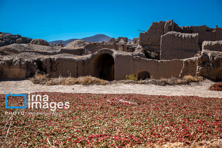 برداشت زرشک در روستای «افین» خراسان جنوبی