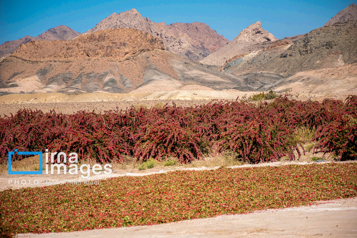 برداشت زرشک در روستای «افین» خراسان جنوبی
