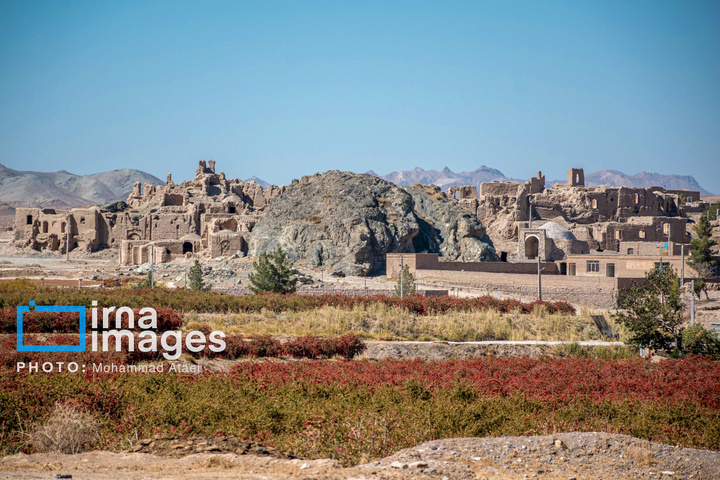 برداشت زرشک در روستای «افین» خراسان جنوبی