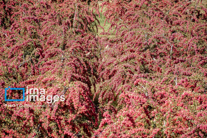 برداشت زرشک در روستای «افین» خراسان جنوبی