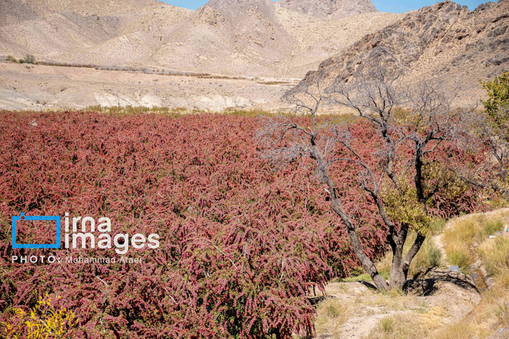 برداشت زرشک در روستای «افین» خراسان جنوبی