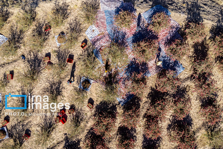 برداشت زرشک در روستای «افین» خراسان جنوبی