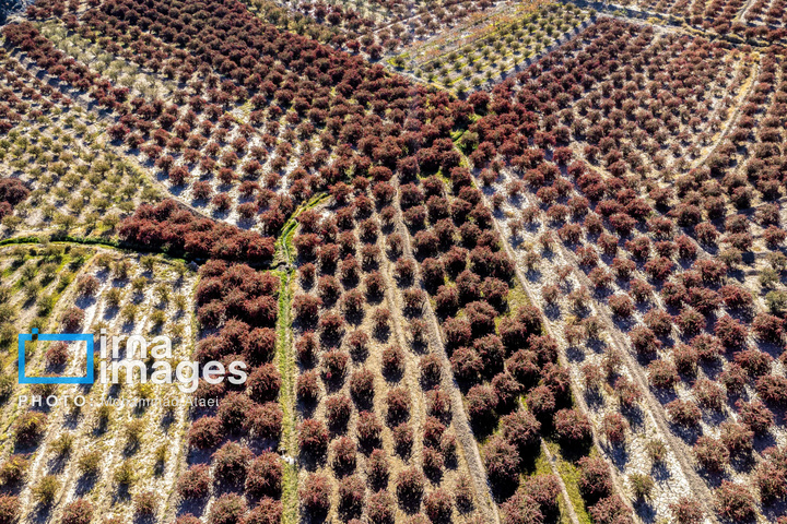 برداشت زرشک در روستای «افین» خراسان جنوبی
