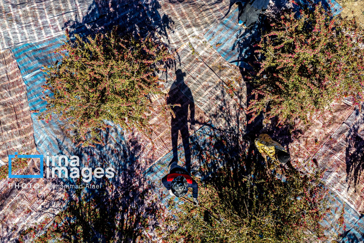 برداشت زرشک در روستای «افین» خراسان جنوبی