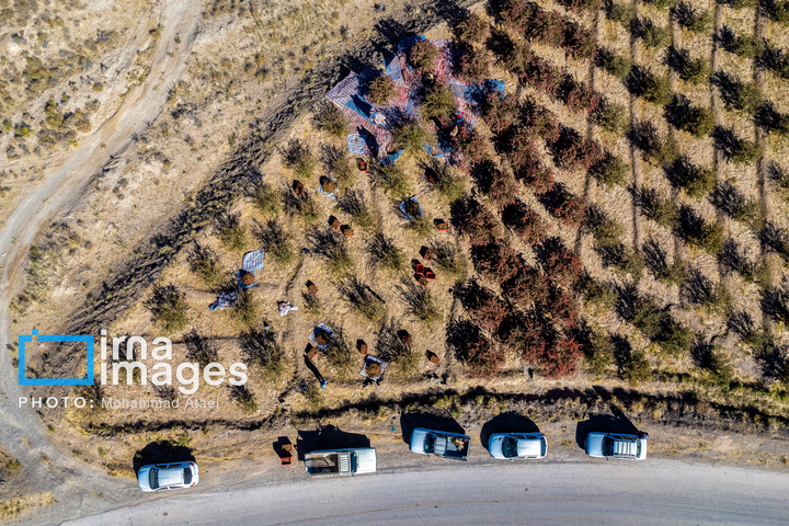 برداشت زرشک در روستای «افین» خراسان جنوبی