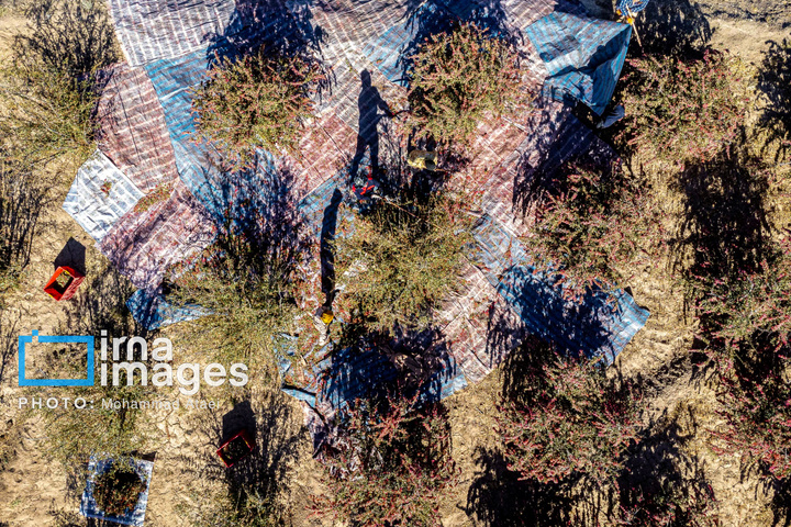 برداشت زرشک در روستای «افین» خراسان جنوبی