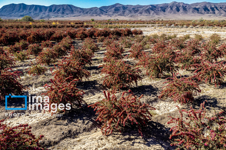 برداشت زرشک در روستای «افین» خراسان جنوبی