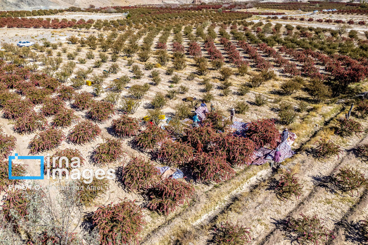 برداشت زرشک در روستای «افین» خراسان جنوبی