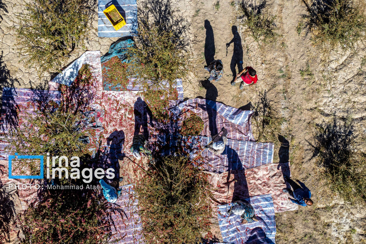 برداشت زرشک در روستای «افین» خراسان جنوبی