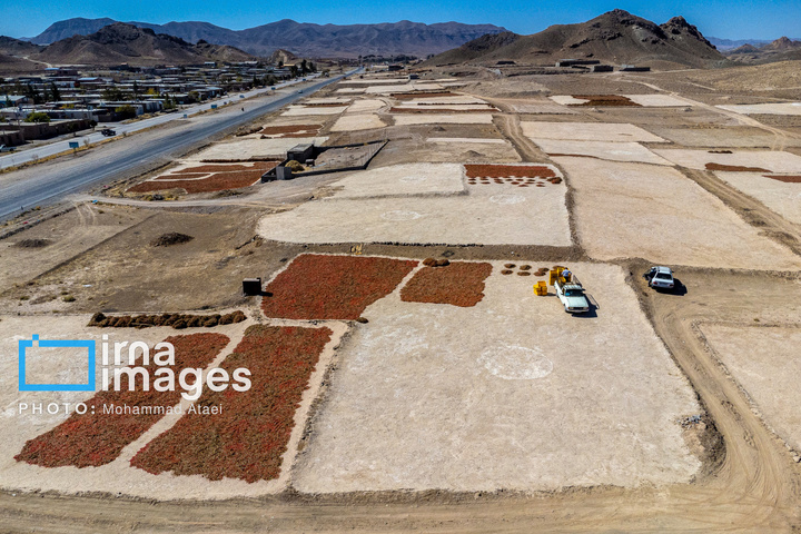 برداشت زرشک در روستای «افین» خراسان جنوبی