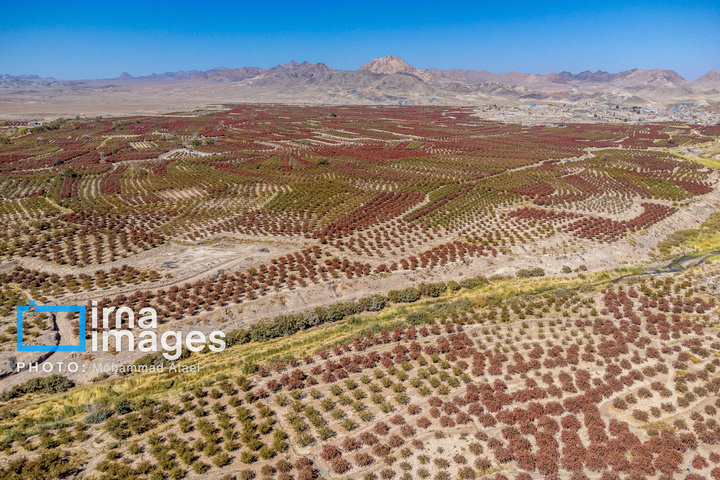 برداشت زرشک در روستای «افین» خراسان جنوبی