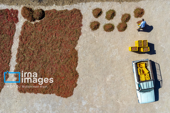 برداشت زرشک در روستای «افین» خراسان جنوبی