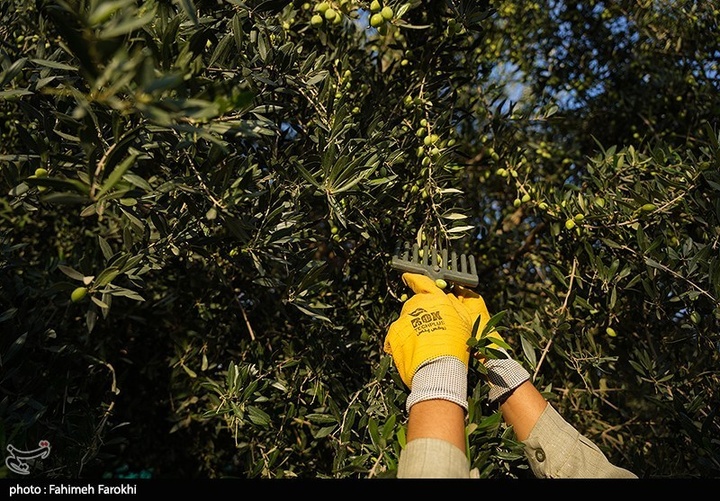 رفع محرومیت با تولید ملی / برداشت زیتون از باغات علی آبادکتول