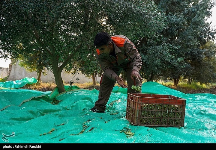 رفع محرومیت با تولید ملی / برداشت زیتون از باغات علی آبادکتول