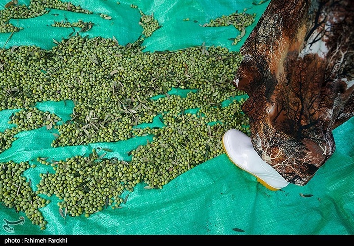 رفع محرومیت با تولید ملی / برداشت زیتون از باغات علی آبادکتول