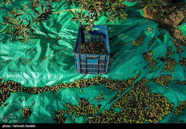 رفع محرومیت با تولید ملی / برداشت زیتون از باغات علی آبادکتول