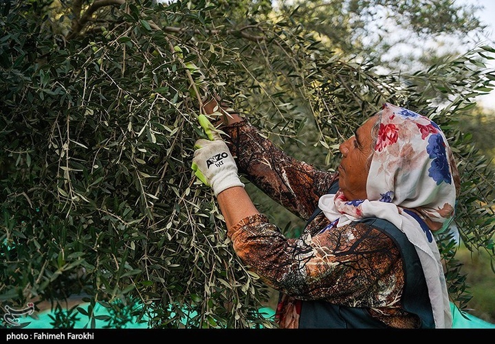 رفع محرومیت با تولید ملی / برداشت زیتون از باغات علی آبادکتول