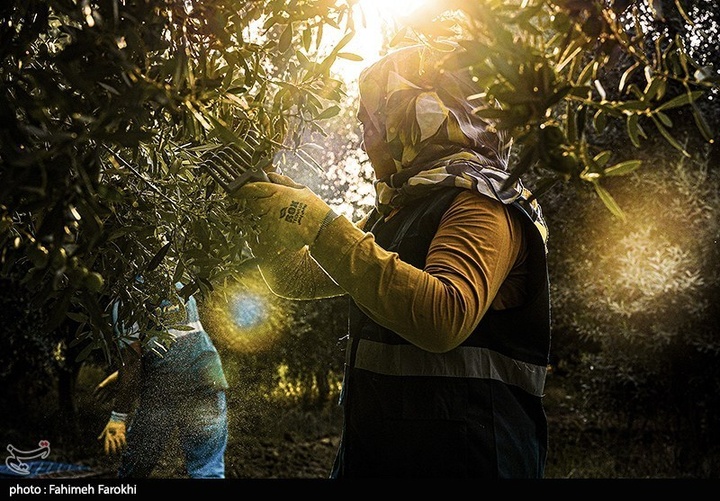 رفع محرومیت با تولید ملی / برداشت زیتون از باغات علی آبادکتول