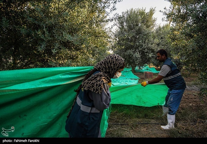 رفع محرومیت با تولید ملی / برداشت زیتون از باغات علی آبادکتول