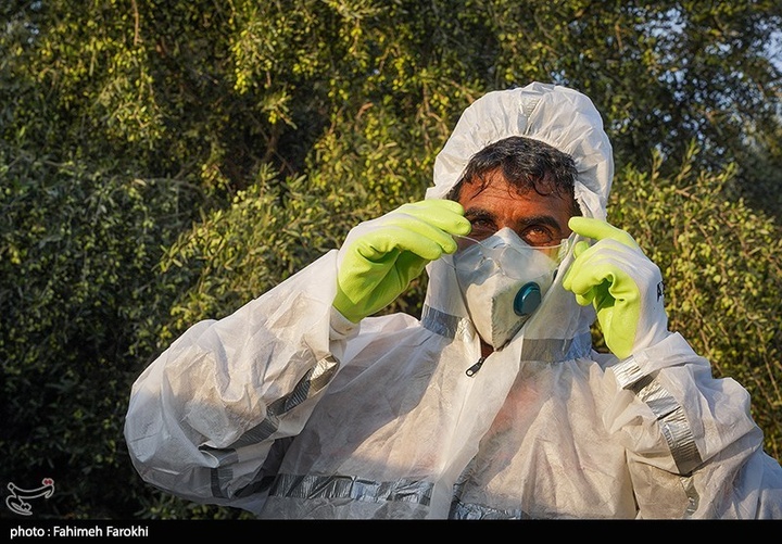 رفع محرومیت با تولید ملی / برداشت زیتون از باغات علی آبادکتول