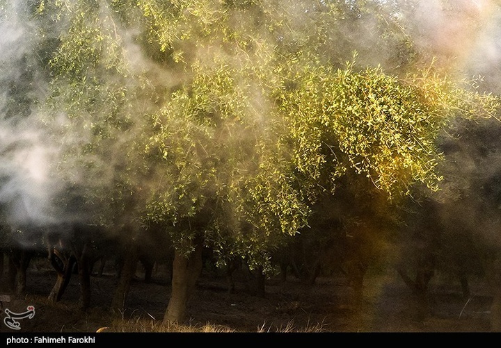 رفع محرومیت با تولید ملی / برداشت زیتون از باغات علی آبادکتول