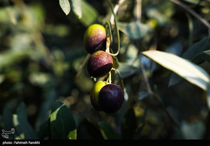 رفع محرومیت با تولید ملی / برداشت زیتون از باغات علی آبادکتول