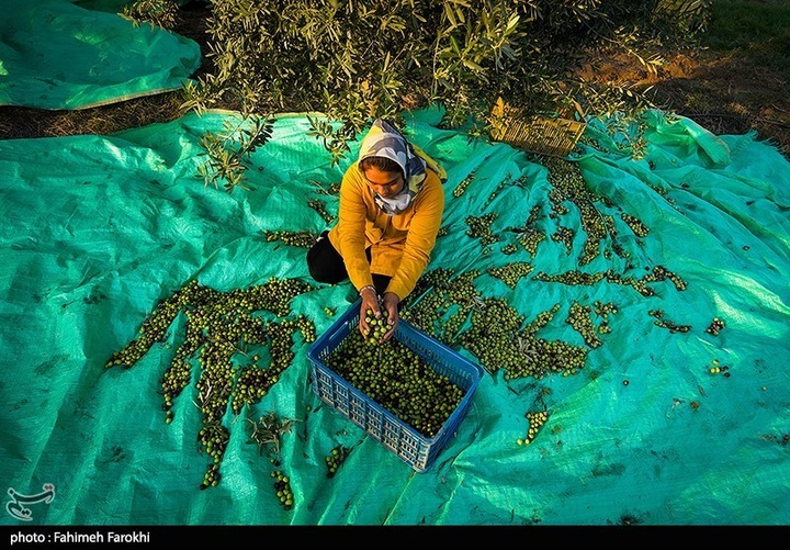 رفع محرومیت با تولید ملی / برداشت زیتون از باغات علی آبادکتول