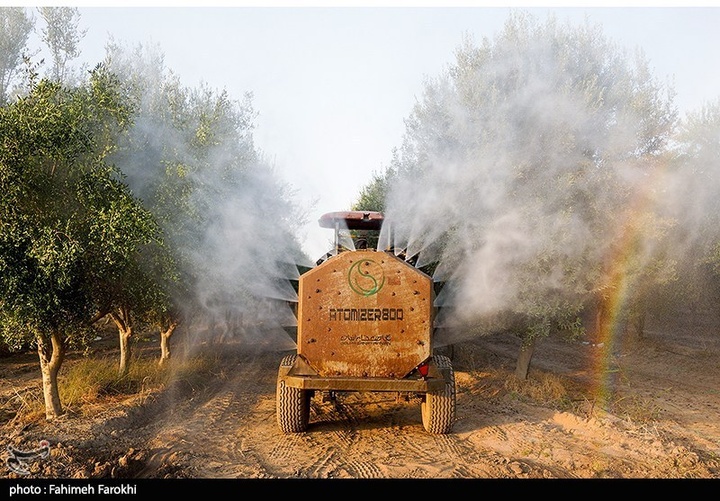 رفع محرومیت با تولید ملی / برداشت زیتون از باغات علی آبادکتول