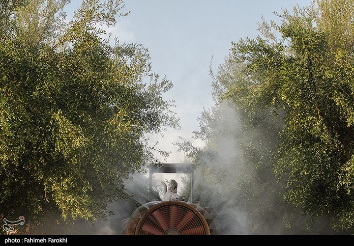 رفع محرومیت با تولید ملی / برداشت زیتون از باغات علی آبادکتول