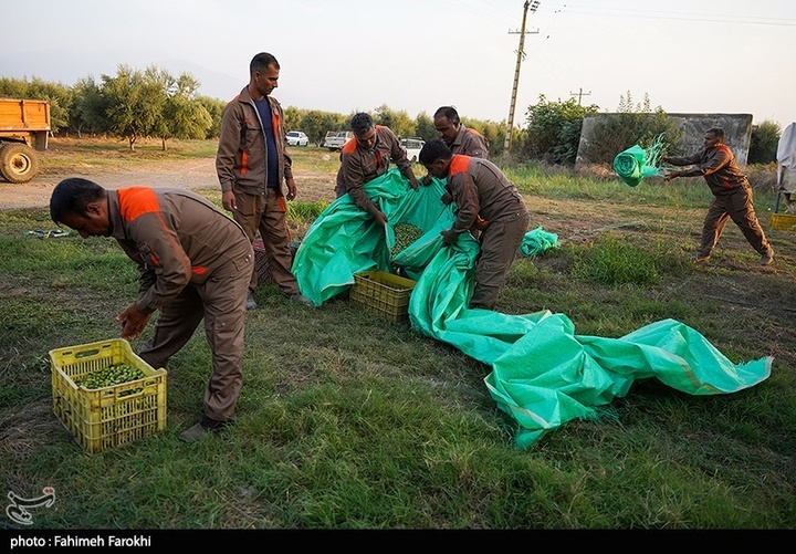 رفع محرومیت با تولید ملی / برداشت زیتون از باغات علی آبادکتول