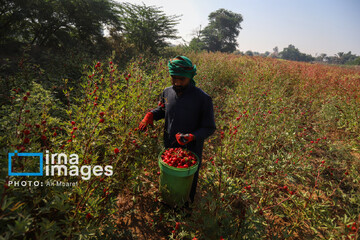 برداشت چای ترش‌