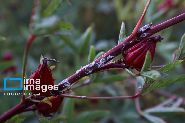 برداشت چای ترش‌