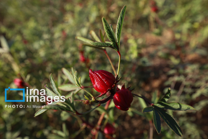 برداشت چای ترش‌