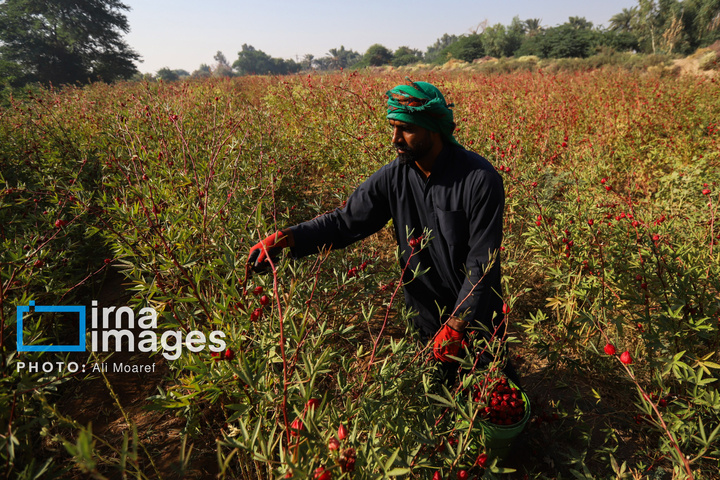 برداشت چای ترش‌