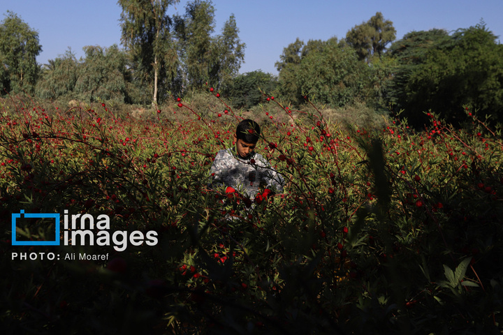 برداشت چای ترش‌