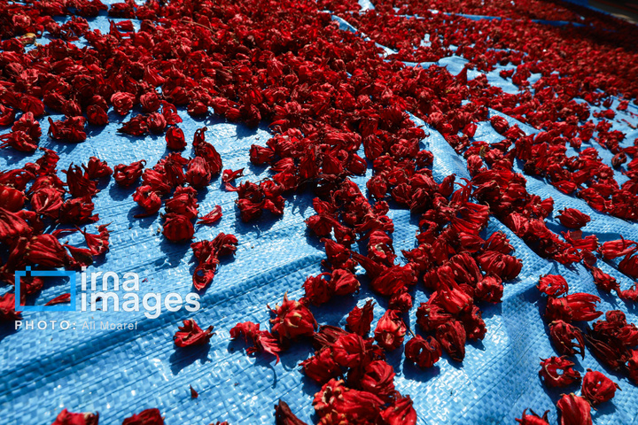 برداشت چای ترش‌