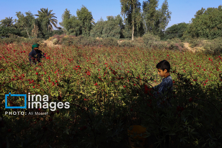 برداشت چای ترش‌