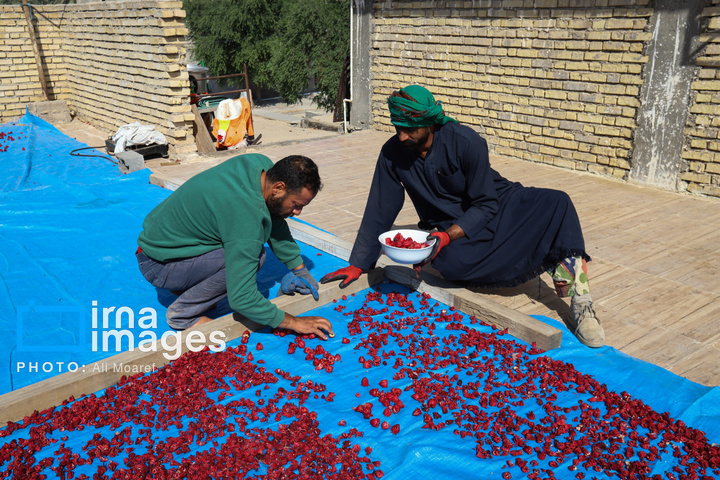 برداشت چای ترش‌