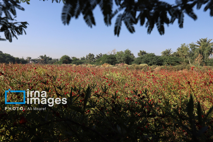 برداشت چای ترش‌