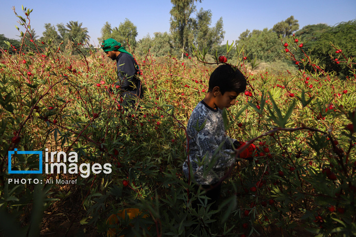 برداشت چای ترش‌