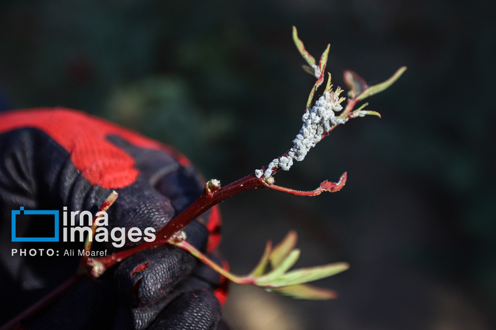 برداشت چای ترش‌