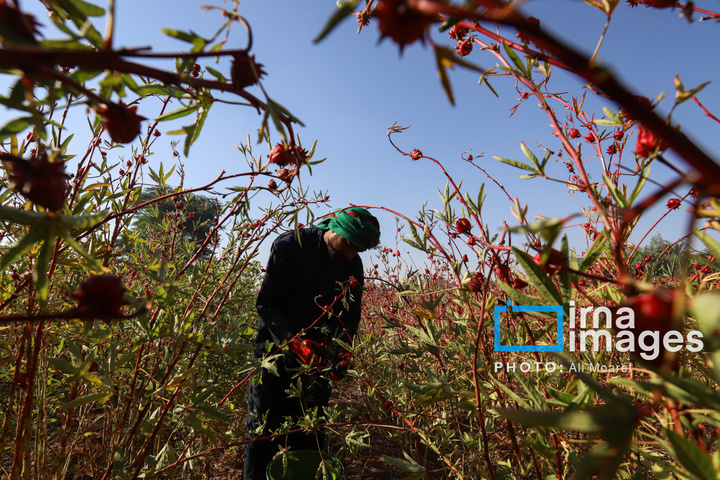 برداشت چای ترش‌