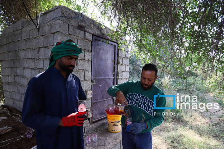 برداشت چای ترش‌