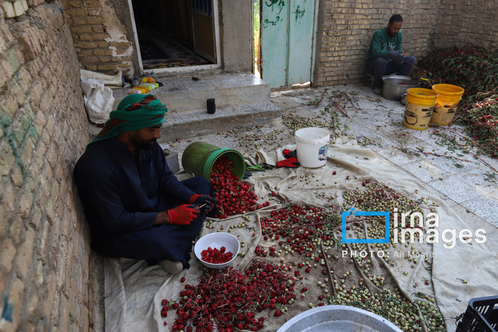 برداشت چای ترش‌