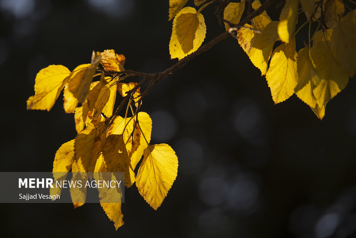 خزان هزار رنگ همدان